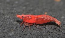Krewetka red Sakura Neocaridina davidi