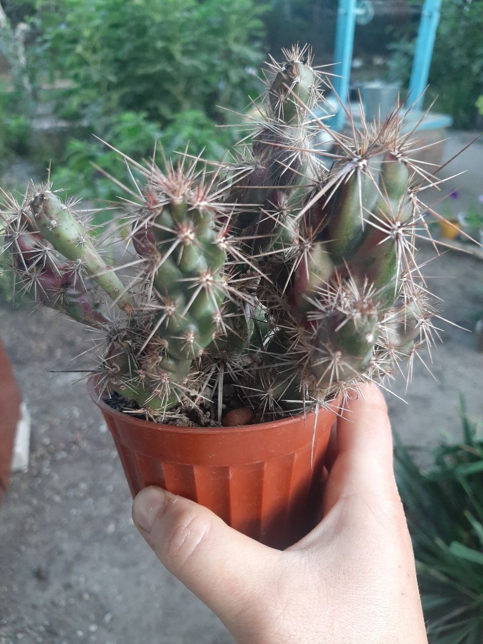Кактус Grusonia emoryi