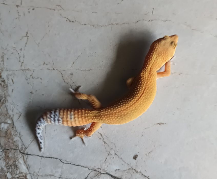 Gekon lamparci, eublefar lamparci Mandarin Tangerine