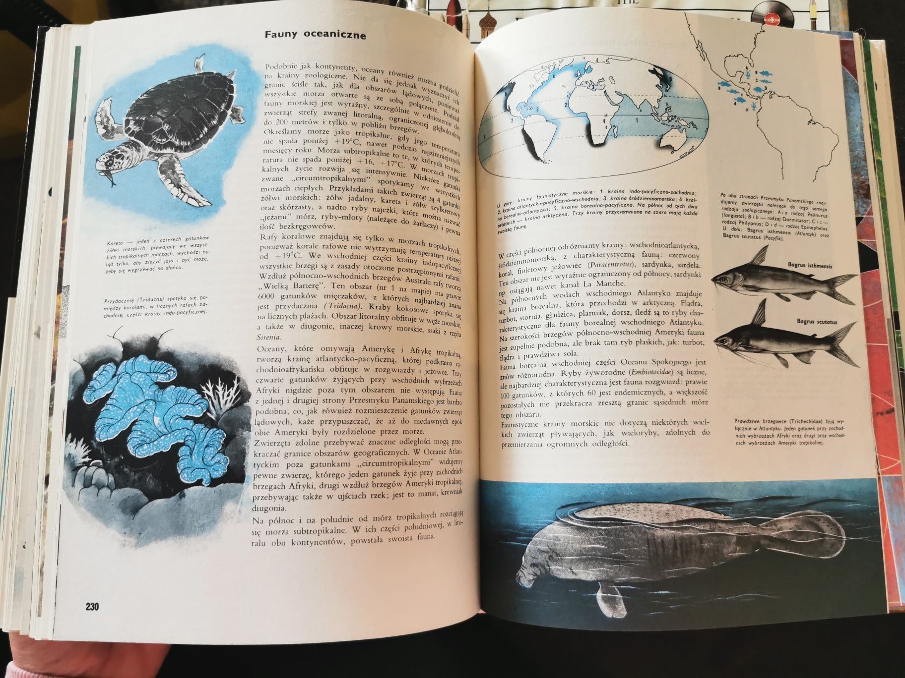 Larousse: Ziemia, rosliny, zwierzęta