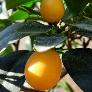 Кумкват "Реале" Fortunella "Reale" комнатный