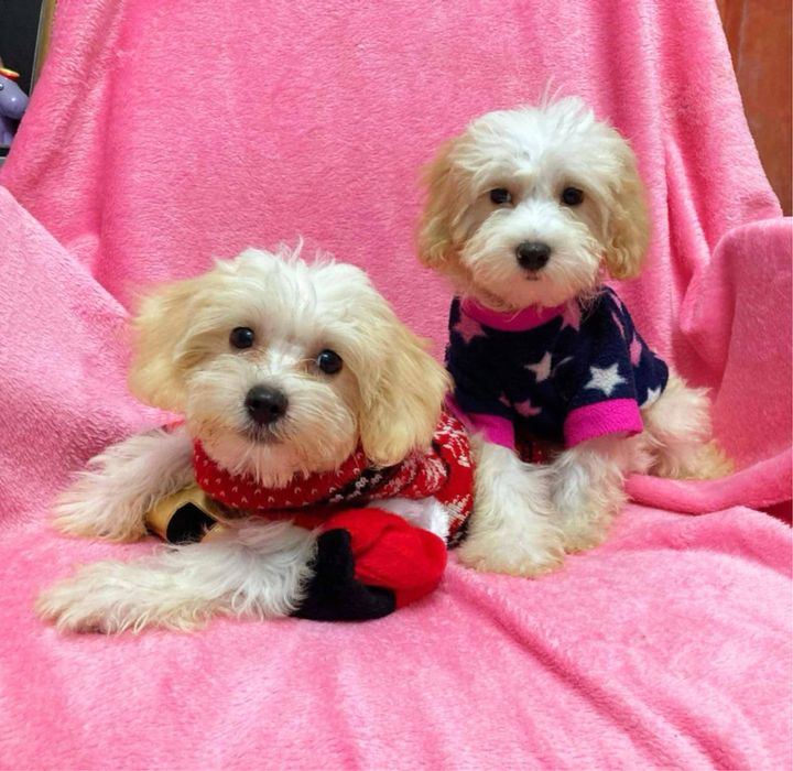Chlopiec Maltipoo szuka rodziców Maltańczyk & Pudel Toy