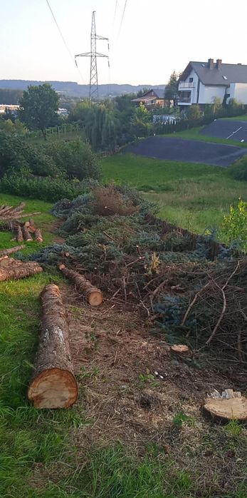 Gałęzie świerkowe oddam za darmo