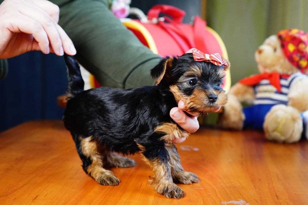 Шикарні пупсики йорки