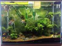 Akwarium 400 litrów + CO2 + nawożenie + akcesoria + akwa 50 litrów