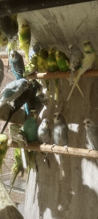 Periquitos australianos