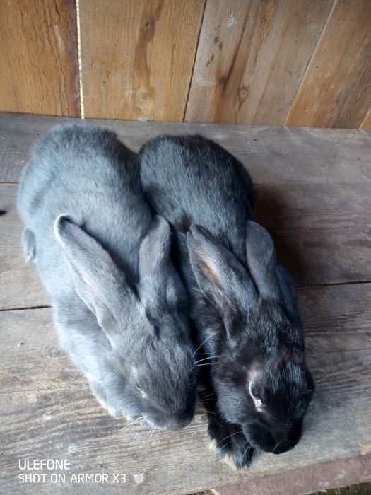 Кролики продаю кроликів