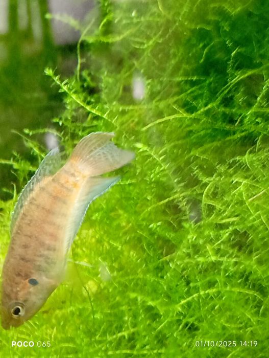 2 Colisas  Trichogaster