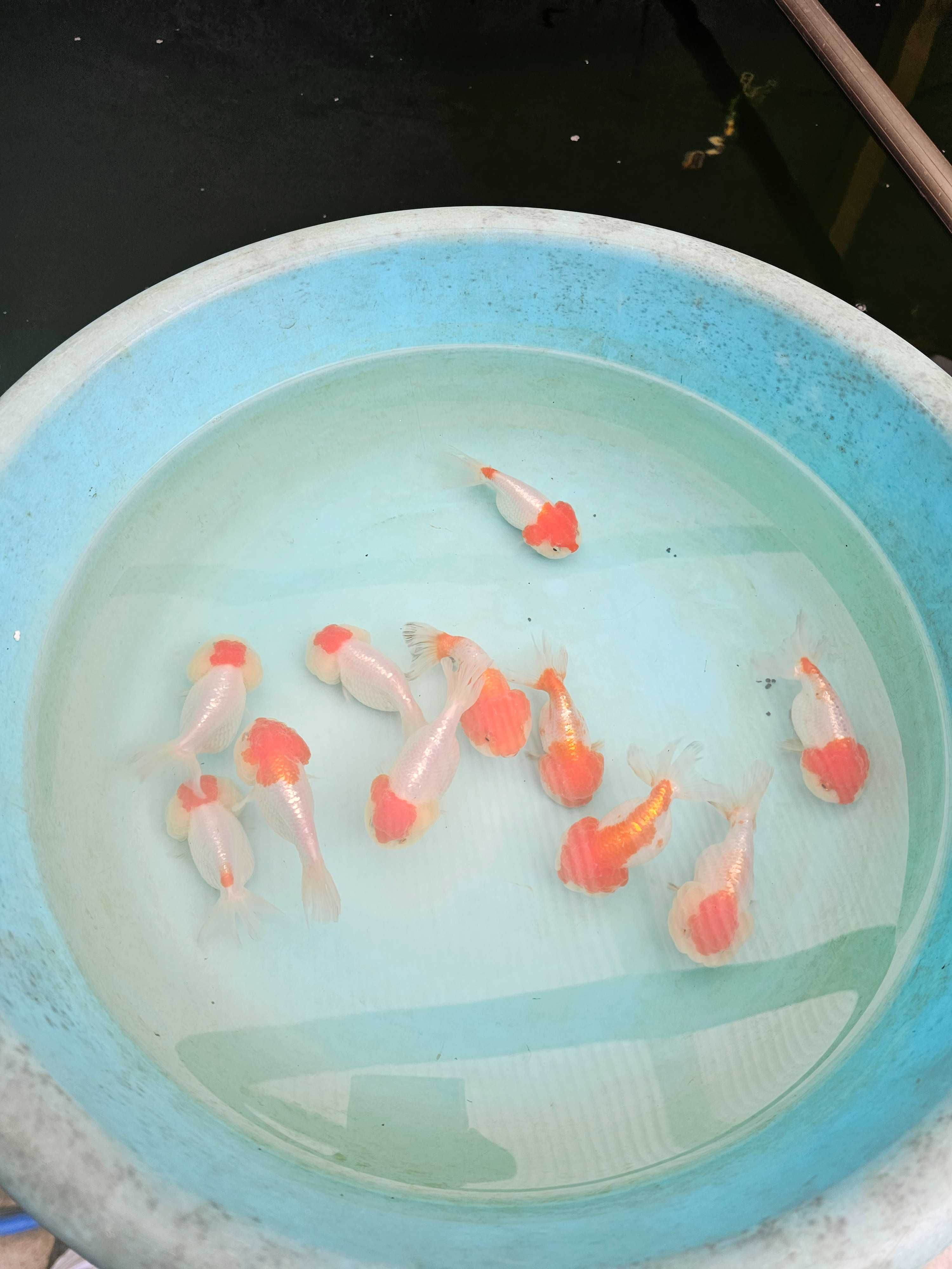 Orandas ranchu cabeça de leão