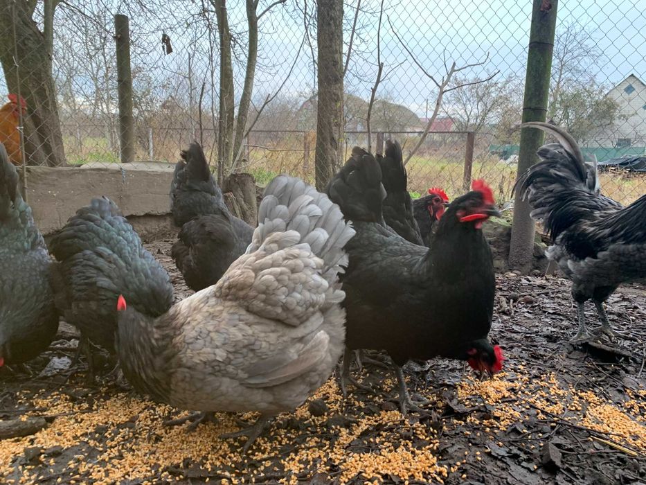 Австралорп блакитний, м"ясояєчна порода курей