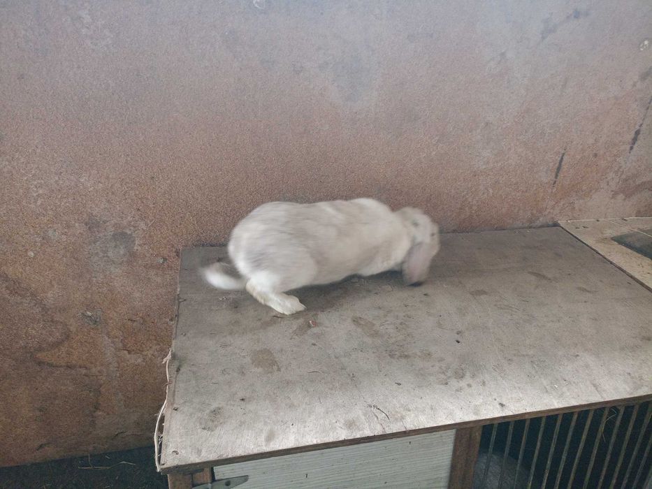 Królik samiec baran francuski