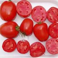 Nasiona Pomidor Dyno 5 tys. sztuk -CLAUSE -świeża dostawa!