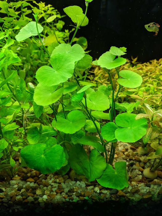 Щитолистник. Акваріумні рослини