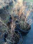 Plantas de mirtilo para venda