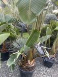 Agawy, strelitzia, alokazje, juki i inne