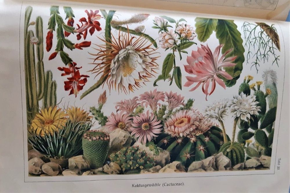 Otto Warburg - II WYDANIE Flora Bibliographisches Institut Lipsk 1923r