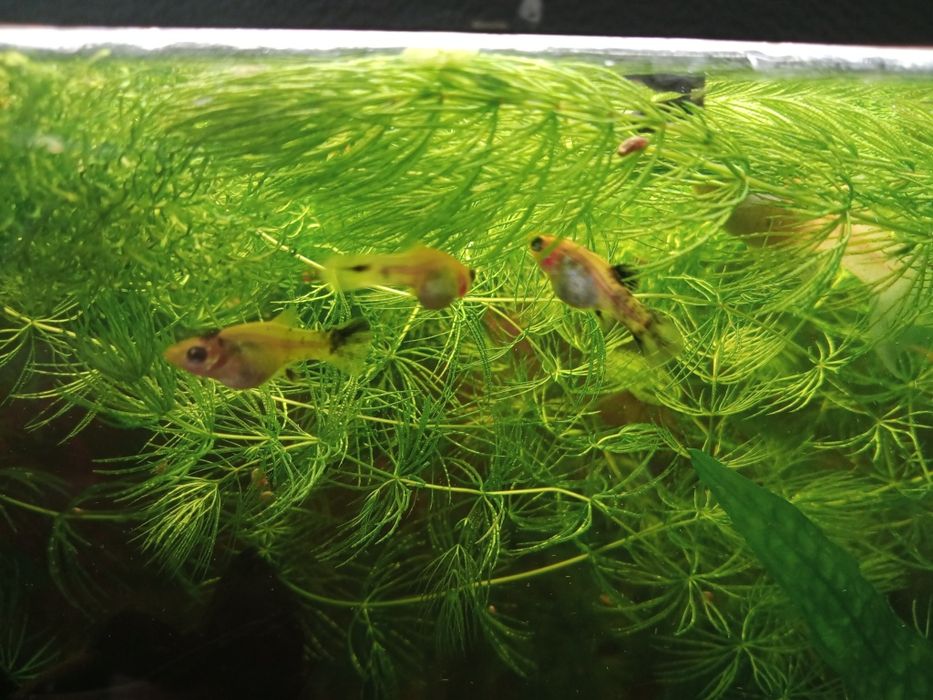 Molinezja czarne,  żółte nakrapiane. Młode osobniki 1 - 2 cm.