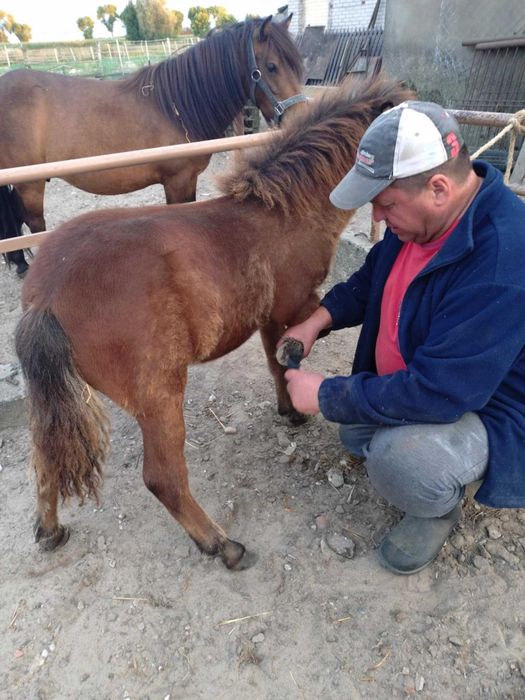 Kucyk ogierek odsadek