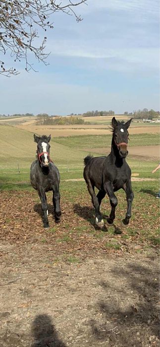 Sprzedam ogierka ślaskiego