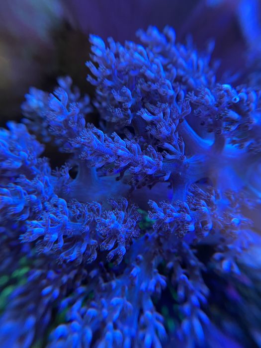 Koralowiec Capnella
