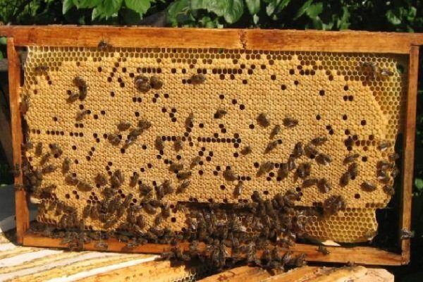 Рамки з бджолами, найнижча ціна