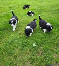 Szczeniaki border collie