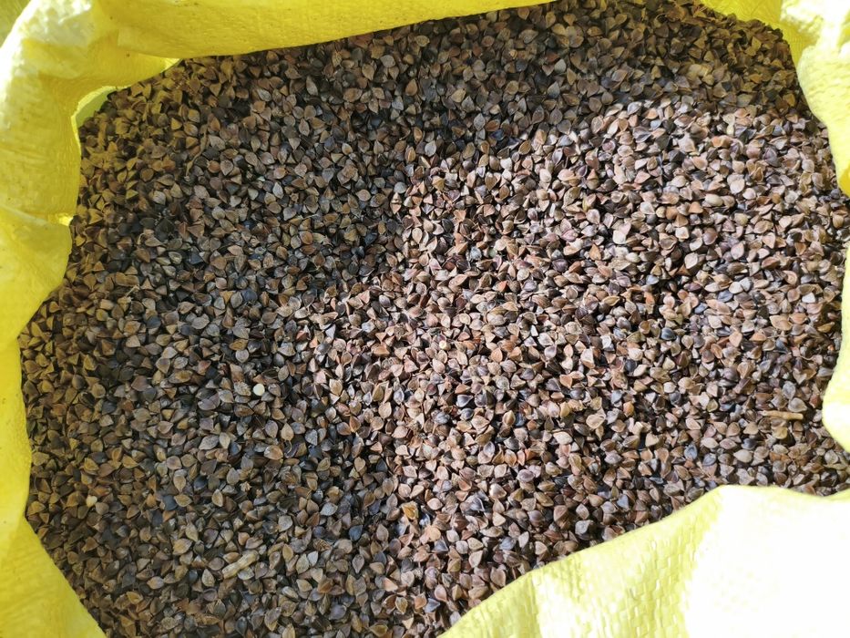 Gryka miododajna reczka tatarka, poplon