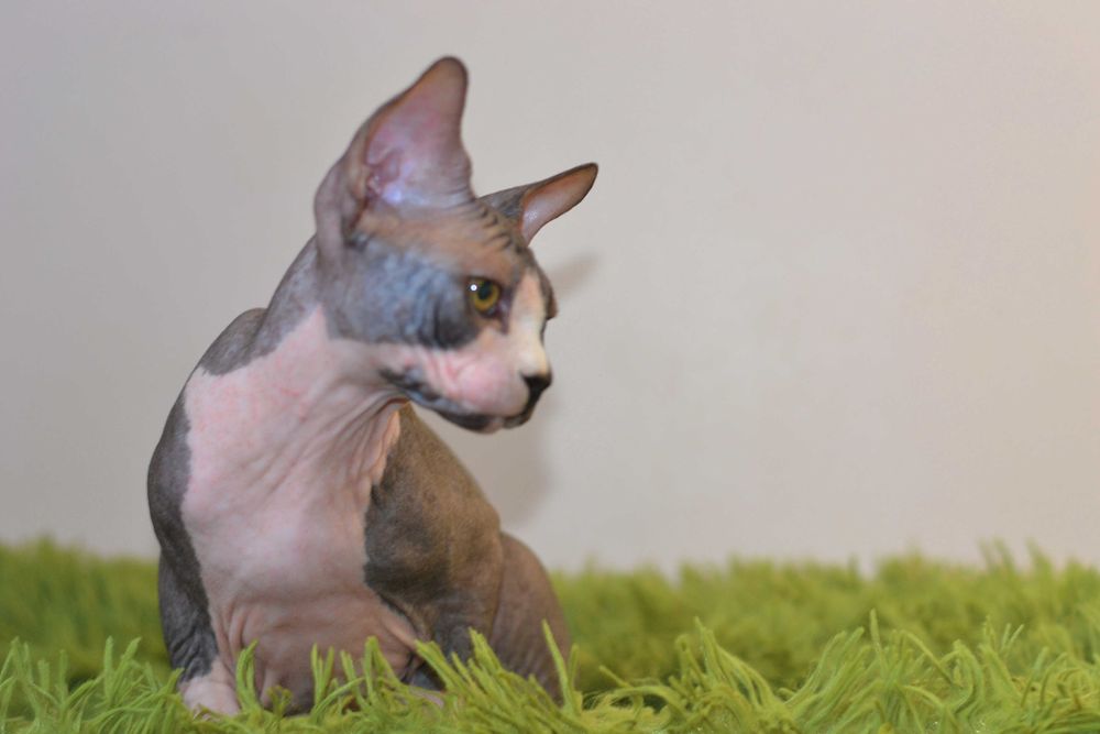 Канадський сфінкс,  хлопчик