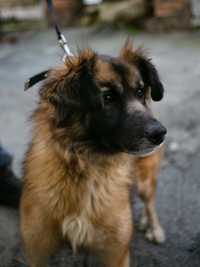 ШУКАЄ ДІМ врятована собачка із зони бойових дій! Київ
