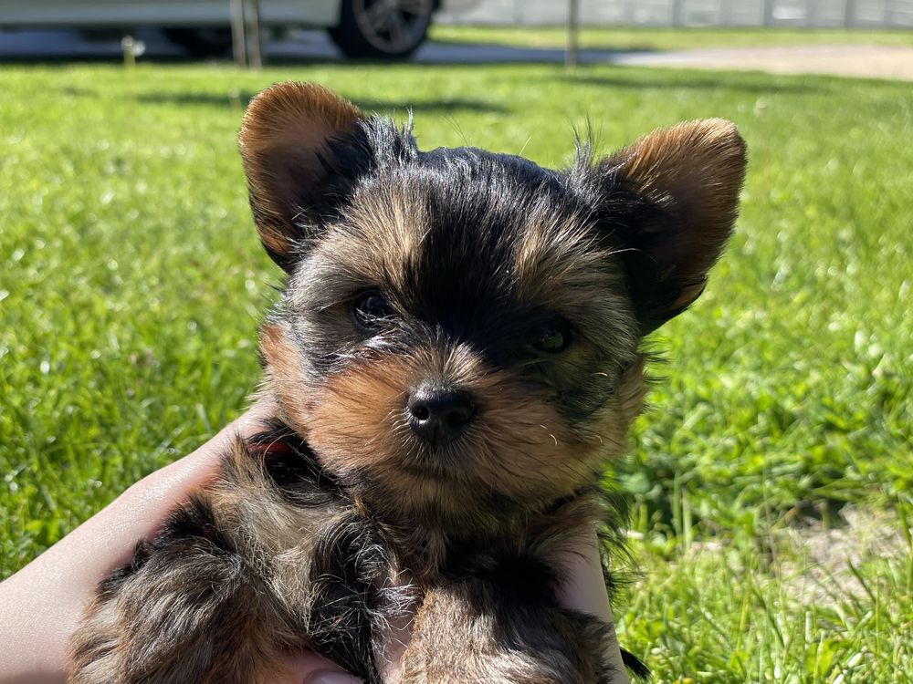 Yorkshire terrier xxs