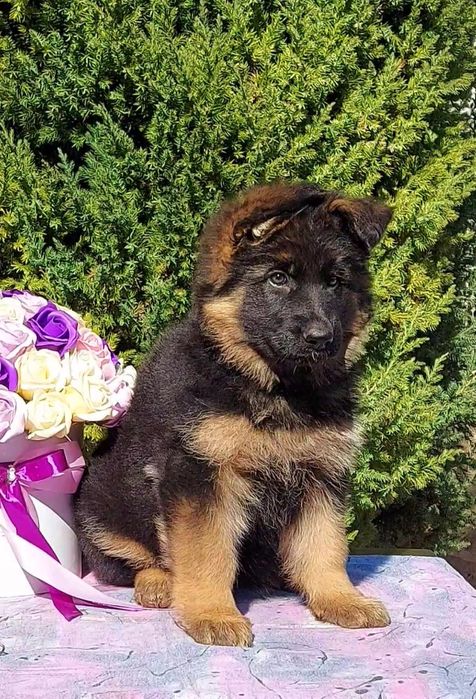 Цуценята нім.вівчарки