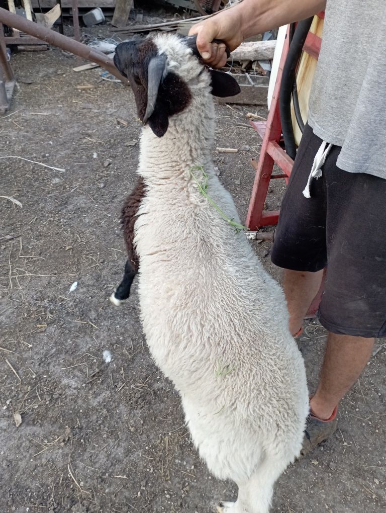 Baranek dorper mix, kamelun/nolana, nolana