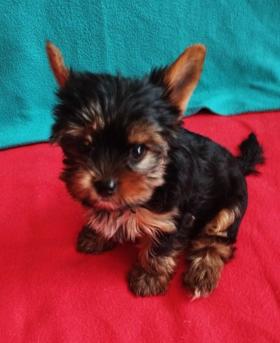 Dodo mały ,czarny szczeniaczek Yorkshire Terier  czeka na nowy domek