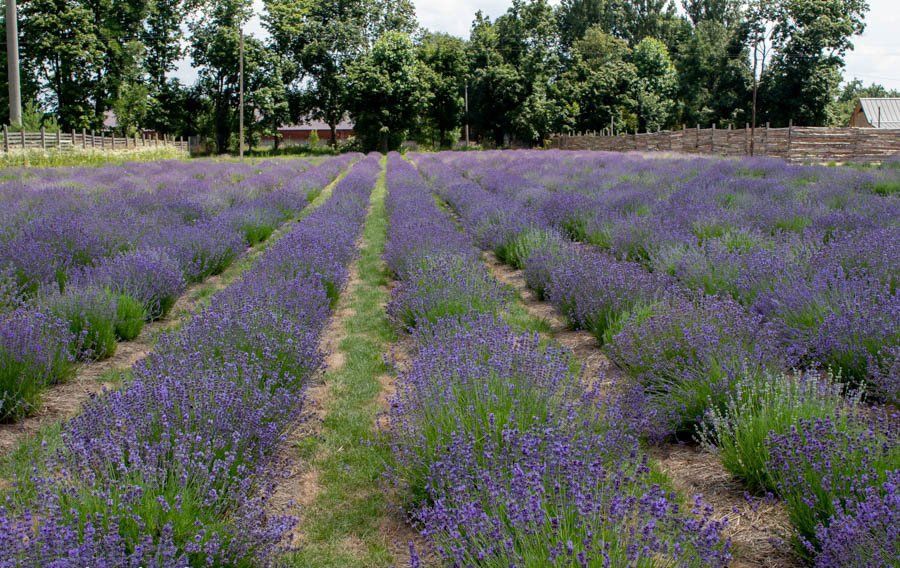 Лаванда. Троянди. Саджанці квітів