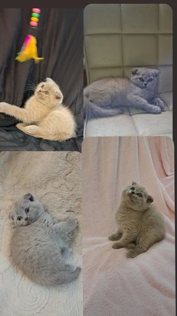 Котята,кошенята,кошеня,кицька,шотландська висловуха