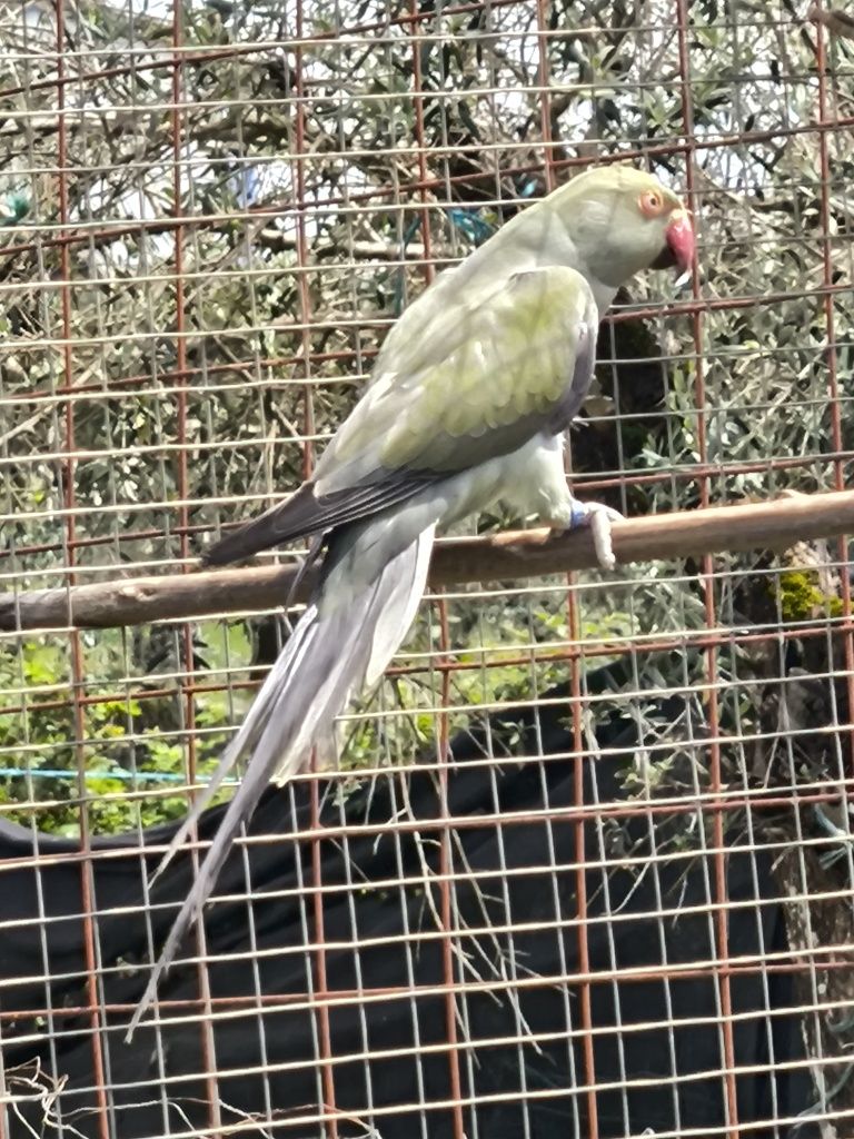 Ringneck Fêmea Cinza Turquesa/CC 2023