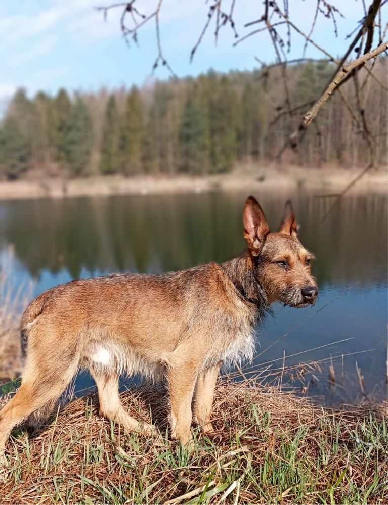 Uroczy młodziutki Simba szuka domku