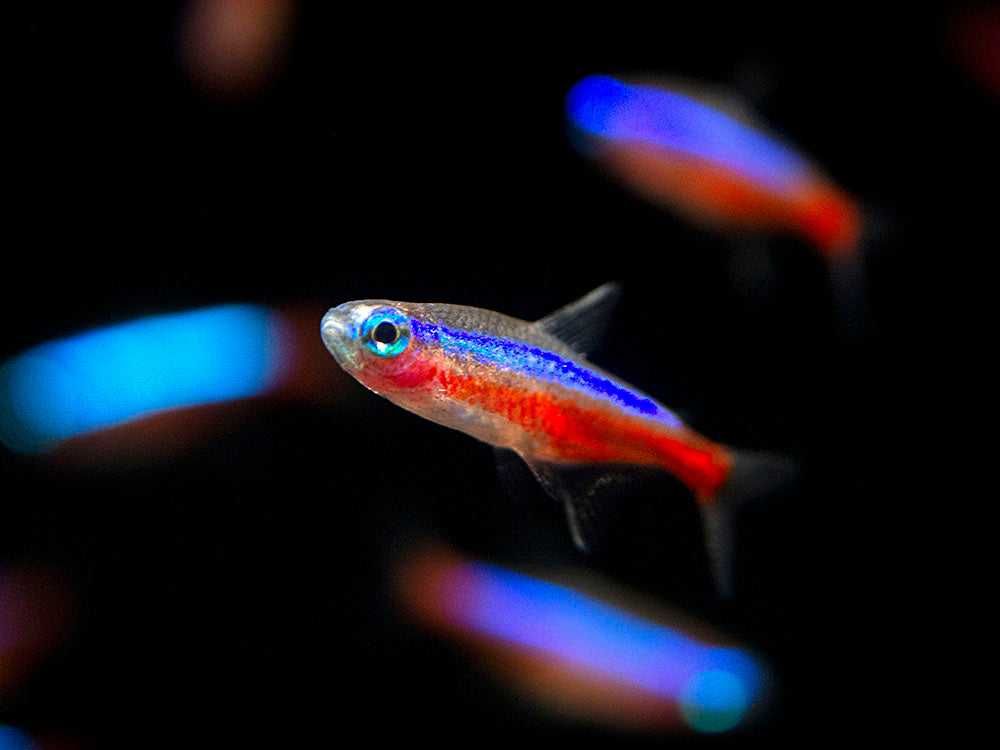 Neon czerwony - Paracheirodon axelrodi - dowóz, wysyłka