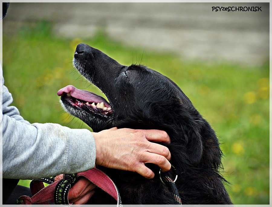 Kajtek- tolerancyjny, spokojny pies do adopcji