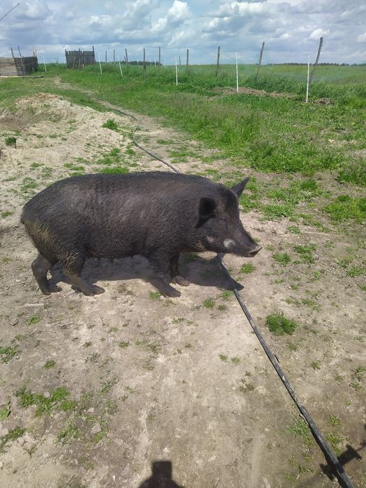 Єлітні поросята породи  західно європейський мангал