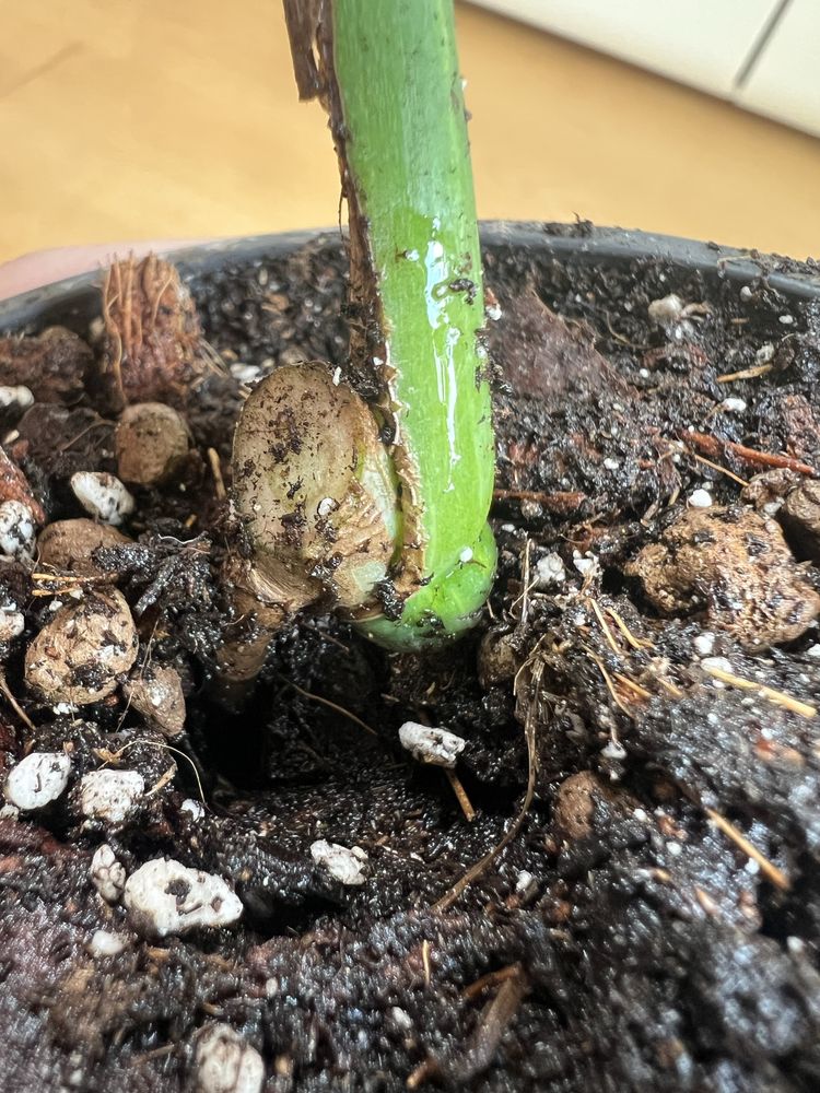 Monstera Marmorata