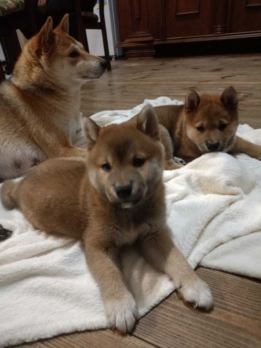 Shiba inu ZkwP FCI szczeniaczki gotowe do odbioru