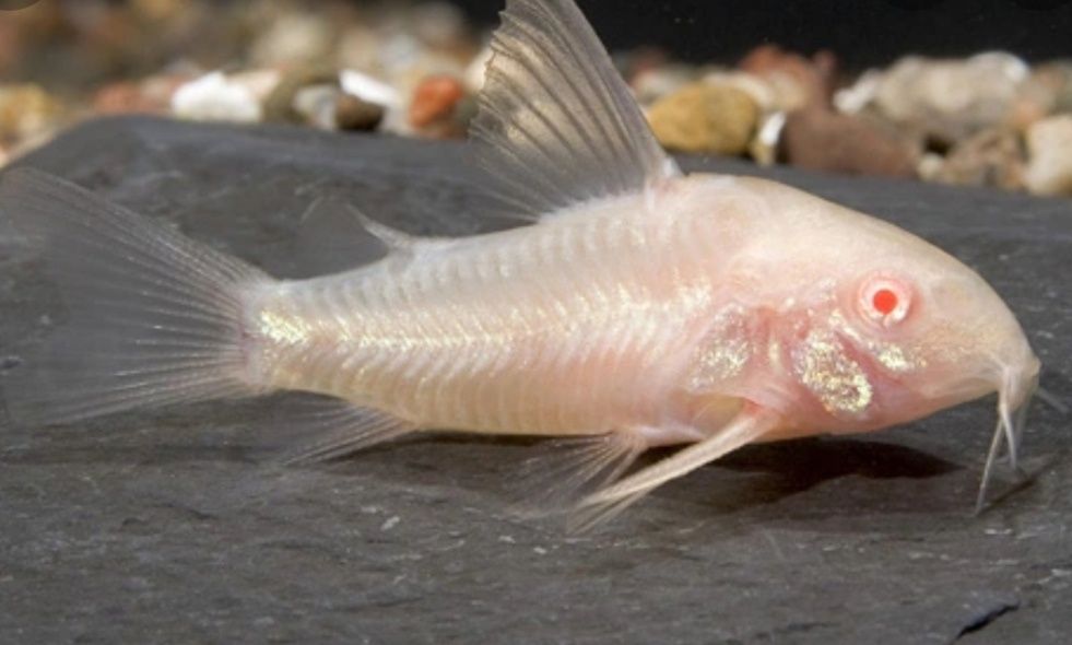 Kirys Albino, corydoras Albino