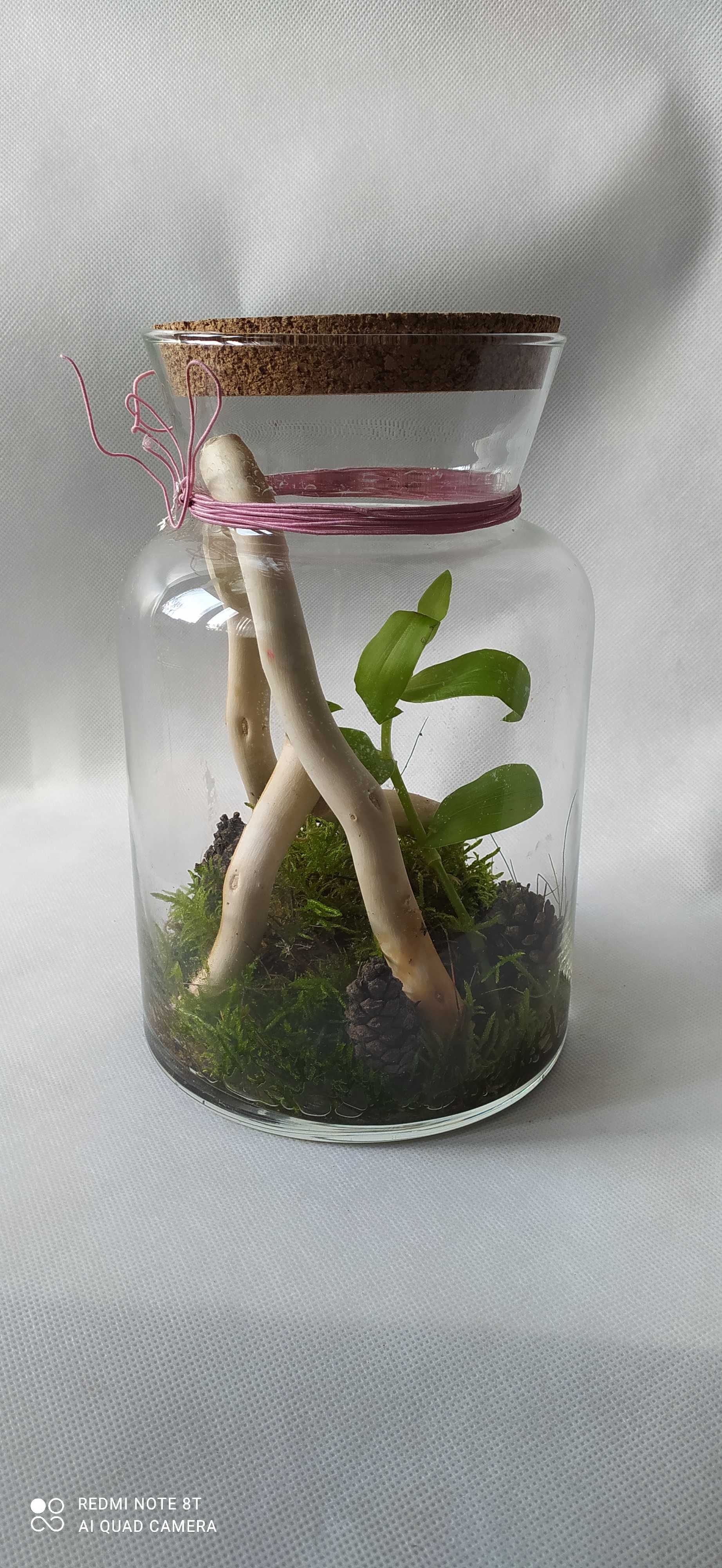 Gotowe terrarium dla patyczaków+ gratis dwa patyczaki