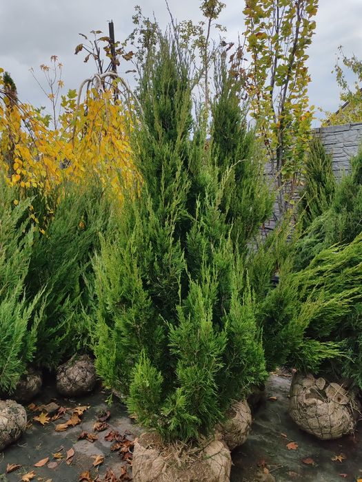 Ялівець Спартан розмір 1.6-1.8м