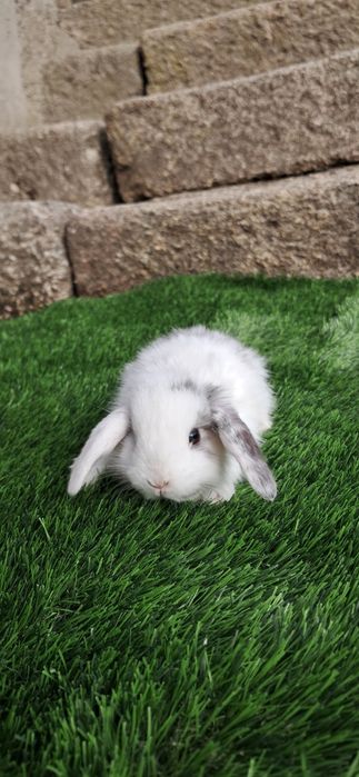 Coelho anão mini lop belier