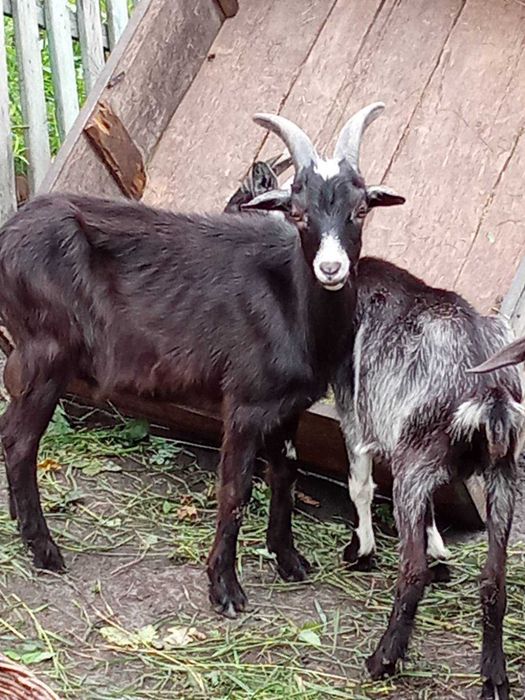 Продаються козенята