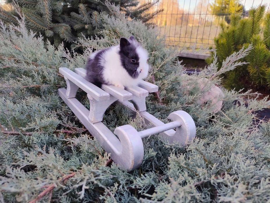 Sprzedam karzełka Teddy