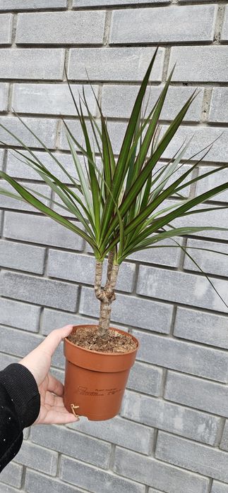 Продам вереск ,кофе,мухоловку,папоротник ,стрелиция ,драцены,орхидеи