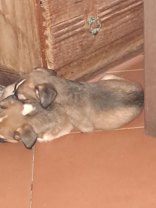 cães para adoção !